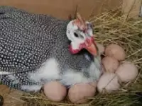 Яйцо цесарок , индейки , индоуток на инкубацию и в пищу, фотография 3