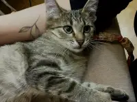 Котенок ТИШКА ищет дом