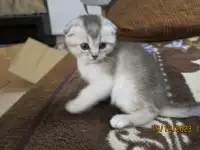 Шотландские котята, фотография 2