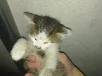 Котенок ищет дом срочно помогите, фотография 2