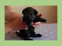 Высокопородистые щенки миттельшнауцера, фотография 9