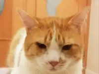 Чудесный рыжий котик Бонечка ищет дом и семью!, фотография 3