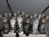 Котята мейн кун!