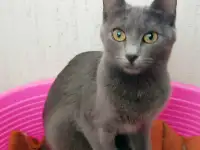 Энни - Аля русская голубая кошка