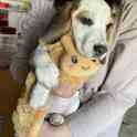 Продаются щенки бигль, фотография 2