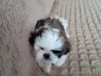 Щенок щит цу, фотография 2