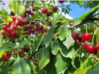 Продам садовый участок. Минская область,  Дзержинский район