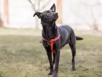 Добрый весёлый пёс Стич срочно ищет дом, фотография 4