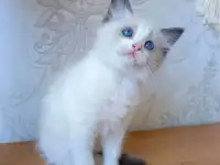 Продам девочку Рэгдолл