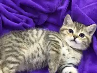 Домашние животные