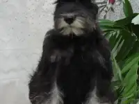 Щенок цвергшнауцера