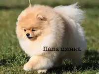 Продажа щенка померанского шпица, фотография 7
