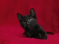 Черный котенок Блэкки в дар добрым сердцам!, фотография 4