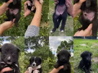 Отдам кобельков в добрые руки
