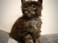 Котята Мейн-кун, фотография 6