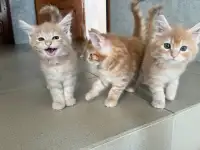 Котята, фотография 4