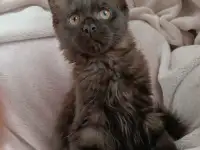 Девочка Мейн Кун, фотография 4