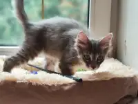 Котята в дар, фотография 11