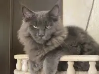 Котята мейн-кун полидакты  (5 мес) с документами