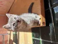 Котята, фотография 7
