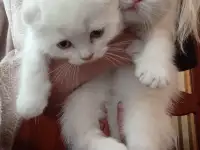 Шотландские котята, фотография 11