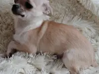 Чихуахуа мини мальчик., фотография 2