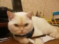 Шотландский котенок в Дар