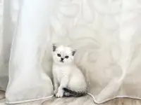 Шотландские котята, фотография 3