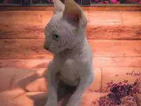 Котята канадского сфинкса, фотография 3