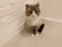 Котята Американский кёрл, фотография 6