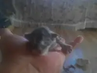 Котята Майн куе, фотография 2