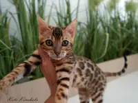Бенгальские клубные котята, фотография 7