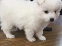 Щенки Японского Шпица