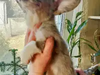 Щенки Вельш-Корги-Кардиган, фотография 7