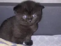 Котята шотландские вислоухие