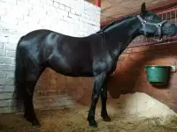 Обучение верховой езде, фотография 2