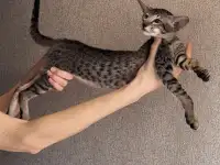 Чистокровные ориентальные котята в документами, фотография 4