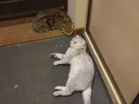 Продам шотландских котят, фотография 2