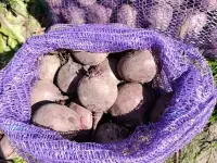 Реализуем продукцию собственного производства свекла, фотография 3