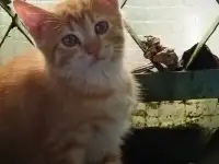 Котята бесплатно, фотография 2