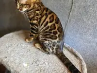 Вязка бенгальских кошек, фотография 6