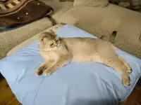 Котенок шотландская шиншилла, фотография 2