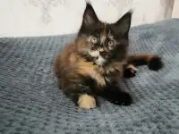 Котятa Мейн Куны питомник, фотография 4