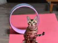 Лучшие бенгальские котята, фотография 8