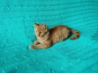 Рыжий, честный, влюбленный Лион, фотография 5