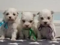 Мальтийской болонки щенки, фотография 4