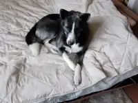 Собака в дар