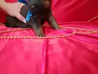 5 Щенят в поиске дома!
