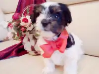 Прелестная девочка бивер йоркширский терьер с отличной родословной., фотография 7