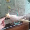 Красивый попугай Корелла Зема, фотография 3